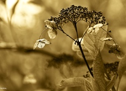 Sucha, Roślinka, Sepia