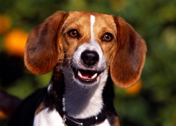 Beagle, Obroża