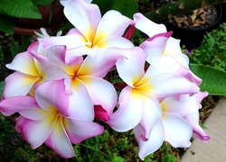 Kwiaty, Plumeria