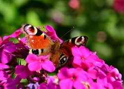 Fioletowe, Kwiaty, Motyl