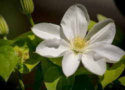 Biały, Clematis