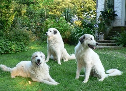 Trzy, Pirenejskie Psy Górskie, Ogród