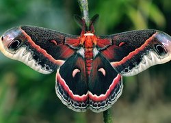 Ćma, Cecropia