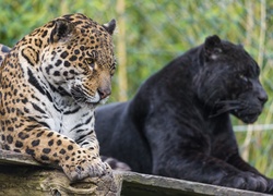 Jaguar, Czarna, Pantera, Zoo