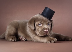 Szczeniak, Labrador, Cylinder