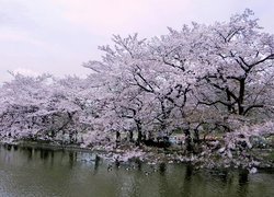 Park, Wiśniowy, Tokio, Japonia