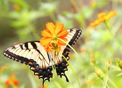 Pomarańczowe, Kwiaty, Motyl