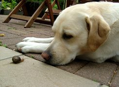 Labrador Retriever, Ślimak