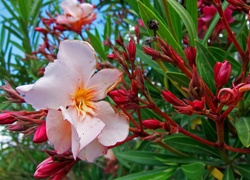 Różowy, Oleander