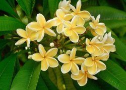 Żółta, Plumeria