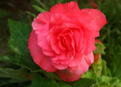 Begonia, Różowy, Kwiat