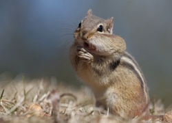 Chipmunk, Wiewiórka, Ziemna