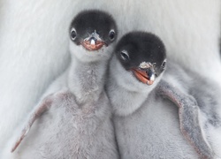 Małe, Pingwiny