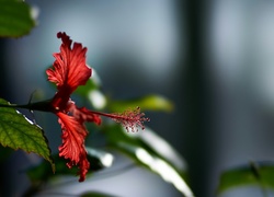 Kwiat, Hibiskus, Makro