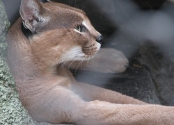 Puma, Półka, Skalna