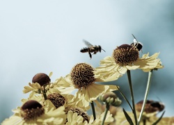 Piękny, Kwiat, Pszczoła