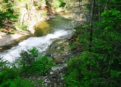 Potok, Górski, Drzewa