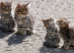 Cztery, Młode, Koty, Maine coon