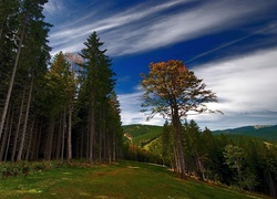Góry, Las, Zbocze