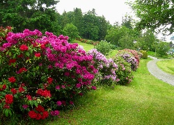 Rododendron, Ogród