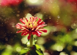 Czerwony, Kwiat, Deszcz