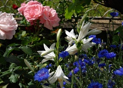 Ogródek, Róże, Lilie, Bławatki