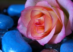 Różowa, Róża, Niebieskie, Kamienie