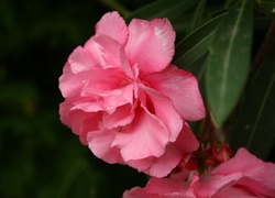Różowy, Kwiat, Oleander