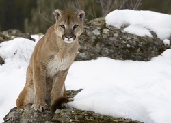 Puma, Skała, Śnieg