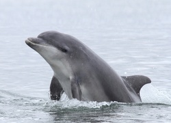 Delfinek