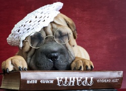 Szczeniaczek, Shar, Pei, Okulary, Książka