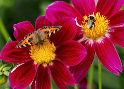 Egzotyczny, Kwiat, Motyl, Rusałka pokrzywnik, Trzmiel