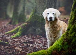 Las, Pnie, Drzew, Golden Retriever