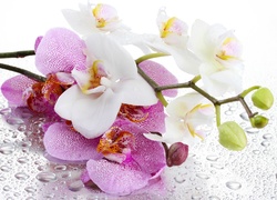 Orchidea, Krople, Deszczu