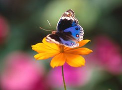 Kwiat, Motyl