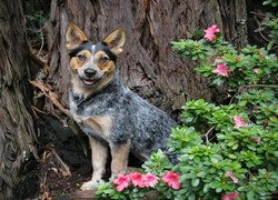 Piesek, Australian cattle dog