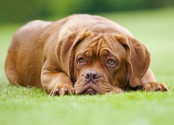 Leżący, Dog de Bordeaux