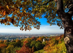 Jesień, Drzewo, Panorama, Miasta