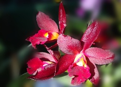 Bordowa, Orchidea