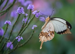 Motyl, Fioletowe, Kwiatki