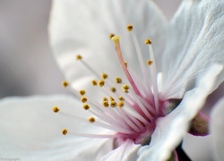 Biały, Kwiat, Wiśni