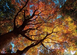 Jesień, Korony, Drzew, Liście