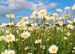 Margerytki