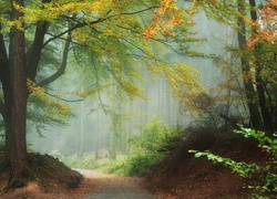 Las, Droga, Liście, Mgła, Jesień