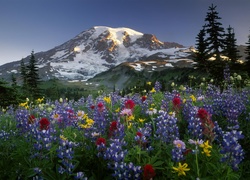 Park Narodowy Mount Rainier, Góry, Stratowulkan Mount Rainier, Drzewa, Łąka, Kwiaty, Łubin, Chmury, Stan Waszyngton, Stany Zjednoczone
