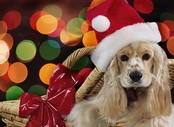 Boże Narodzenie, Pies, Cocker spaniel