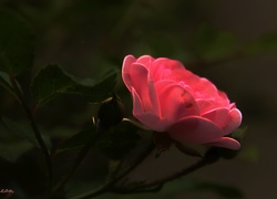 Różowa, Róża, Fractalius