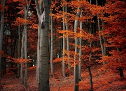 Las, Liście, Jesień