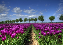 Purpurowe, Tulipany, Uprawa