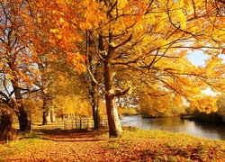 Jesień, Rzeczka, Drzewa, Liście